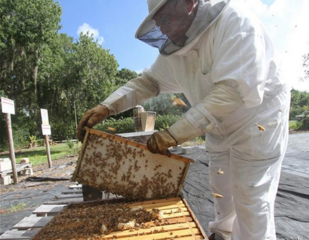 Beekeepers in New Smyrna Beach, FL